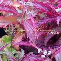 Спирея японская Криспа Спирея японская Криспа